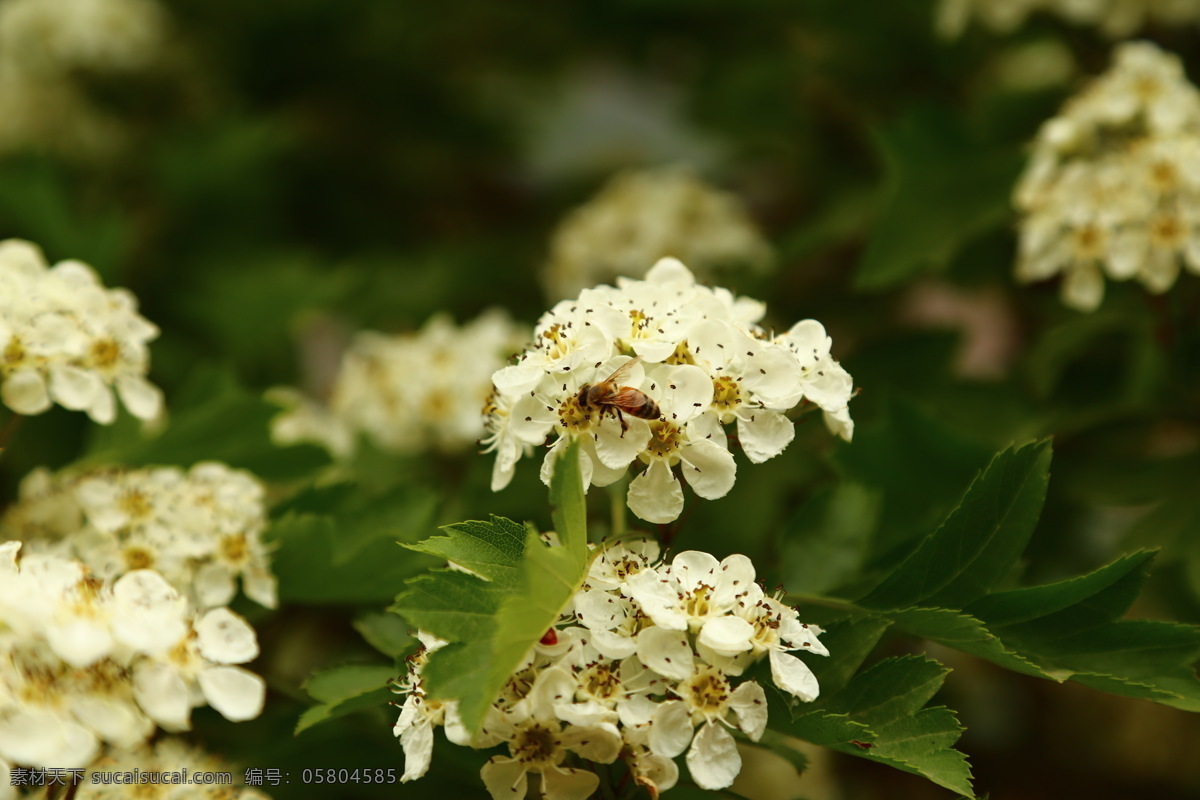 花 花草 昆蟲(chóng) 蜜蜂 山楂 生物世界 植物 山楂花 落葉灌木 山里紅 酸里紅 采蜜的蜜蜂 高清 圖