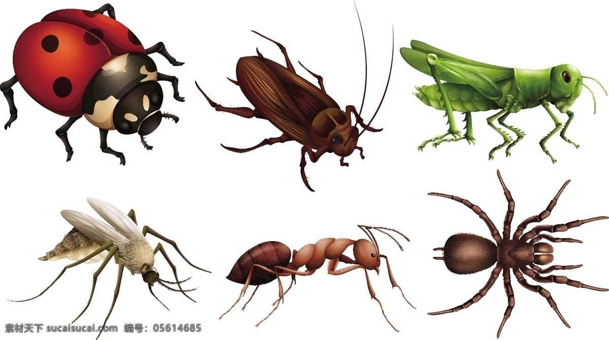 各种 昆虫 七星 瓢虫 蚂蚁 蝗虫 七星瓢虫