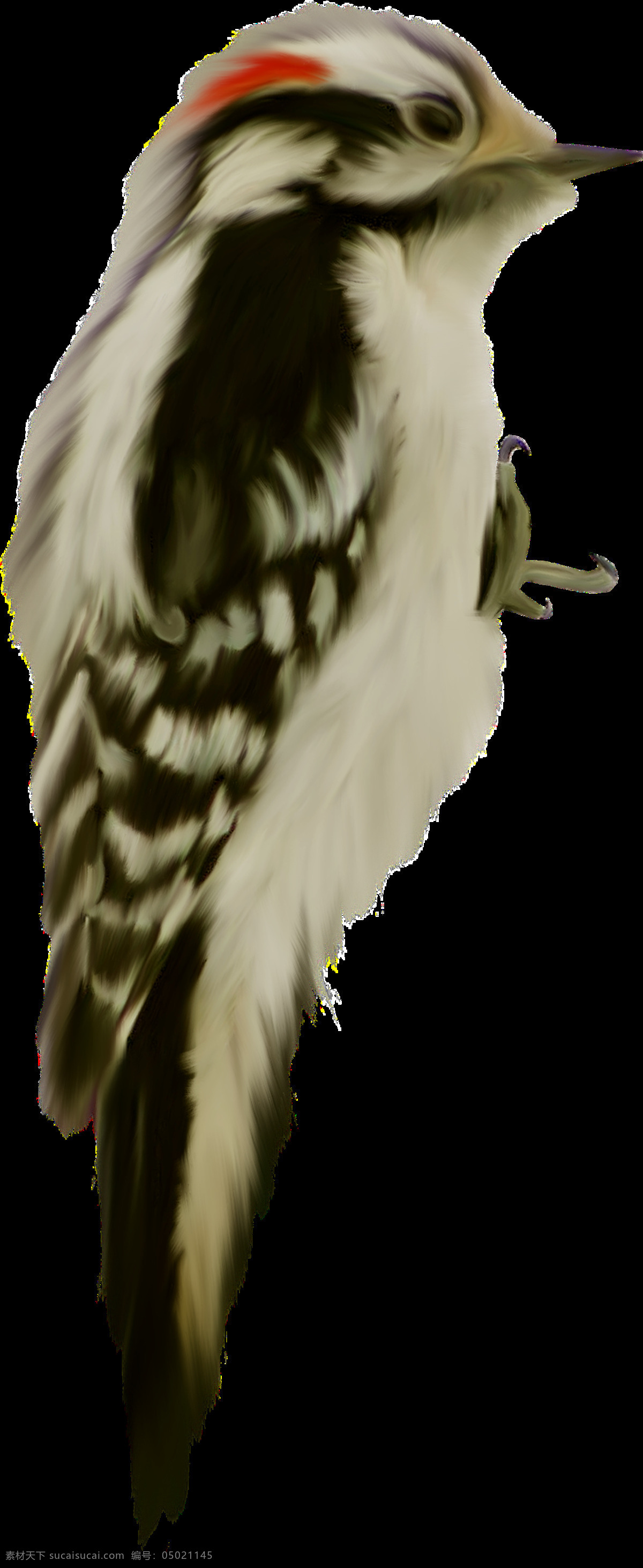啄木鸟图片 啄木鸟 森林医生 橡树啄木鸟 大斑啄木鸟 png图 透明图 免扣图 透明背景 透明底 抠图 生物世界 鸟类