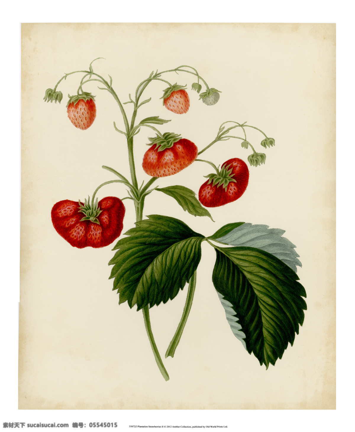 美式 草莓 水果 复古 装饰画