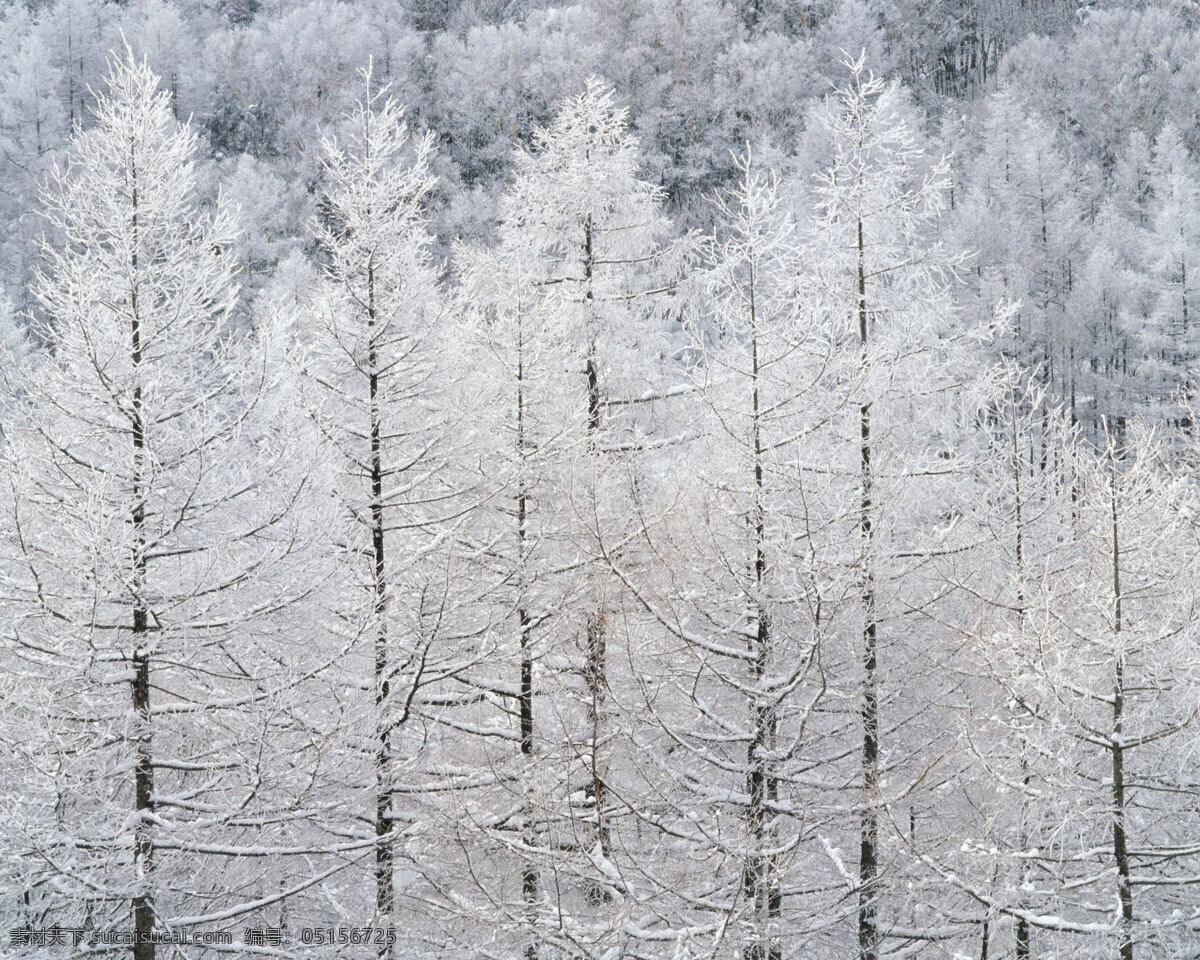 冬天 雪景 背景 冬天雪景 風光 風景 季節(jié) 攝影圖庫 自然 自然風景 自然景觀 生活 旅游餐飲