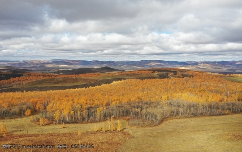 秋天 大面积 白桦林 黄黄 叶子 黄黄的叶子 树林 黄叶 旅游摄影 国内旅游