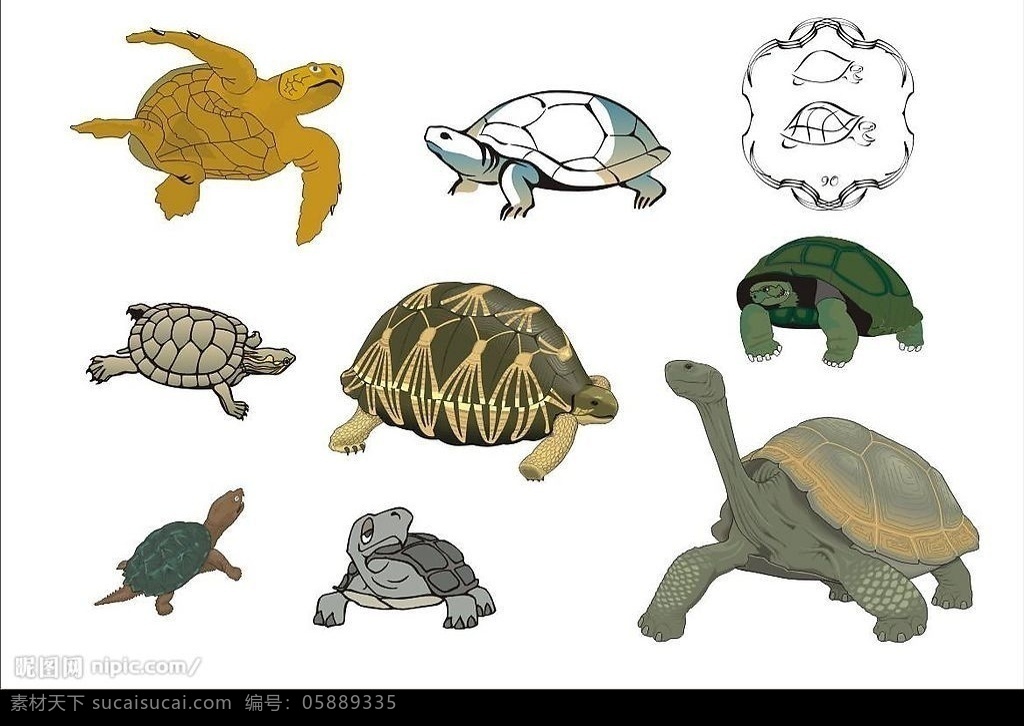coreldarw 精选 矢量 爬行动物 龟 生物世界 其他生物 动物 矢量图库