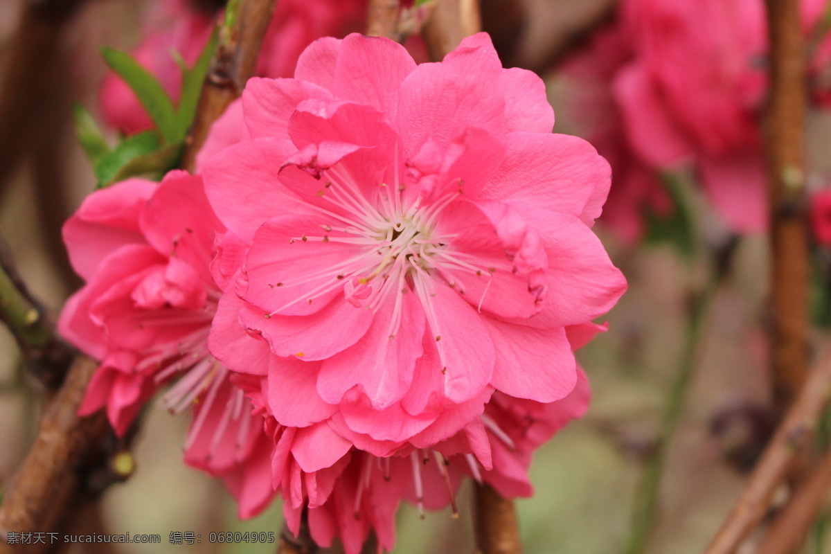 桃花 開花 春天 花朵 桃花運(yùn) 花瓣 桃花園 花草 生物世界 粉色