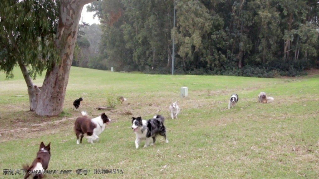 視頻背景 實拍視頻 視頻 視頻素材 視頻模版 動物 樹木 草坪 動物視頻 樹木草坪視頻