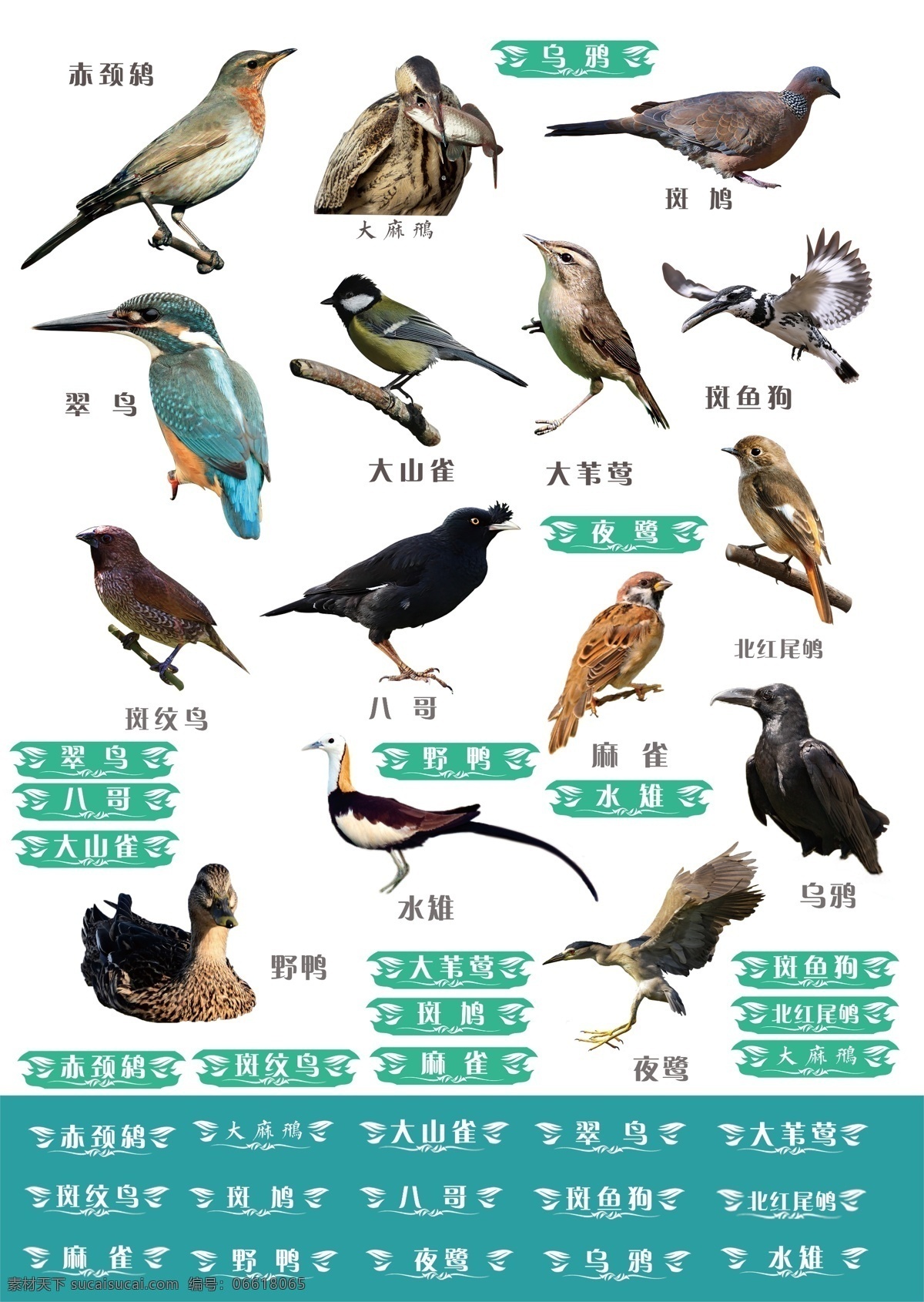 鸟类素材 鸟类 湿地鸟类 环保 湿地动物 世界湿地日 分层