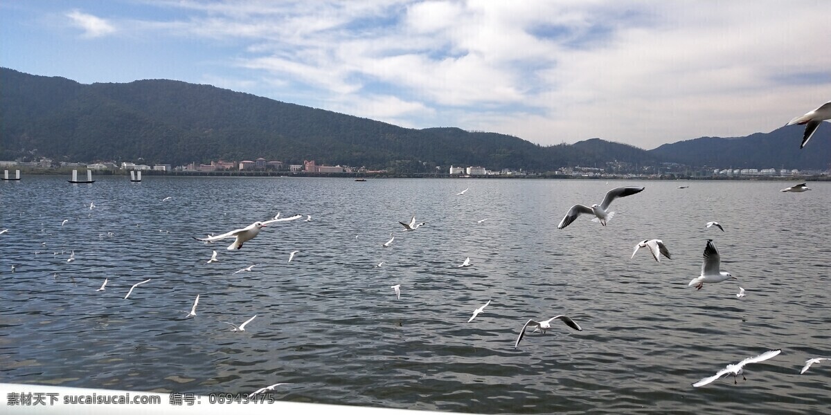 昆明 滇池 海鸥 旅游 美景 拍摄 自由行 旅行图片 旅游摄影 国内旅游