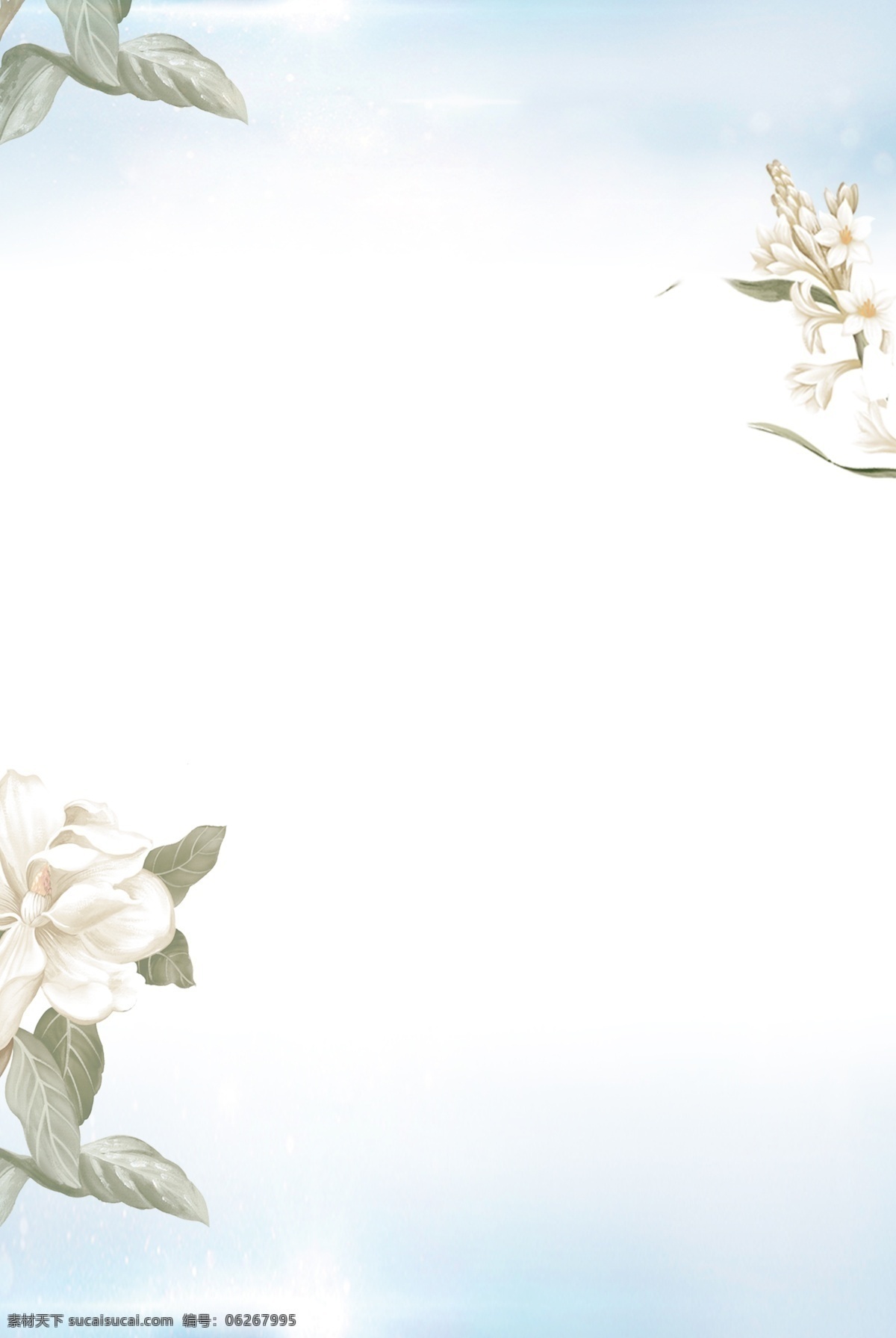 白色 清新 手绘 花卉 背景 白色背景 清新背景 手绘背景 花卉背景 广告背景 通用背景