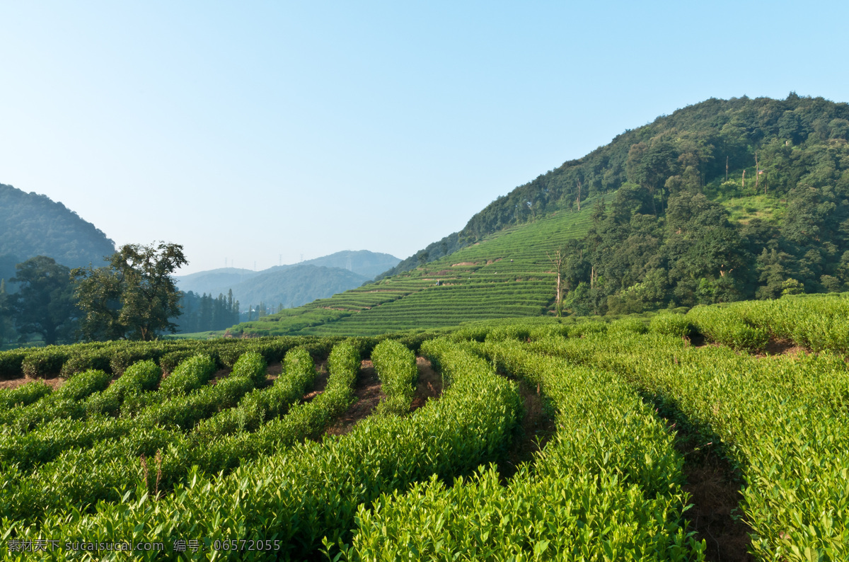 山地 綠色 茶園 茶葉 植物 山水風(fēng)景 風(fēng)景圖片