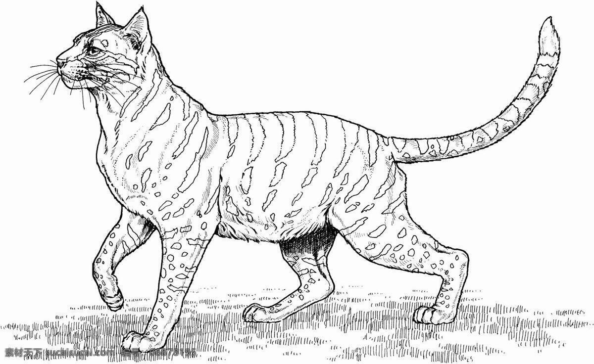 猫科动物素描 动物手绘画 设计素材 动物专辑 素描速写 书画美术 白色