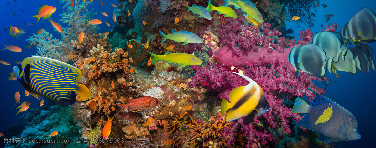 美丽 海底 世界 景观 高清 珊瑚 海鱼 鱼类动物 海底世界 海洋生物 美丽风景 动物图片 黑色