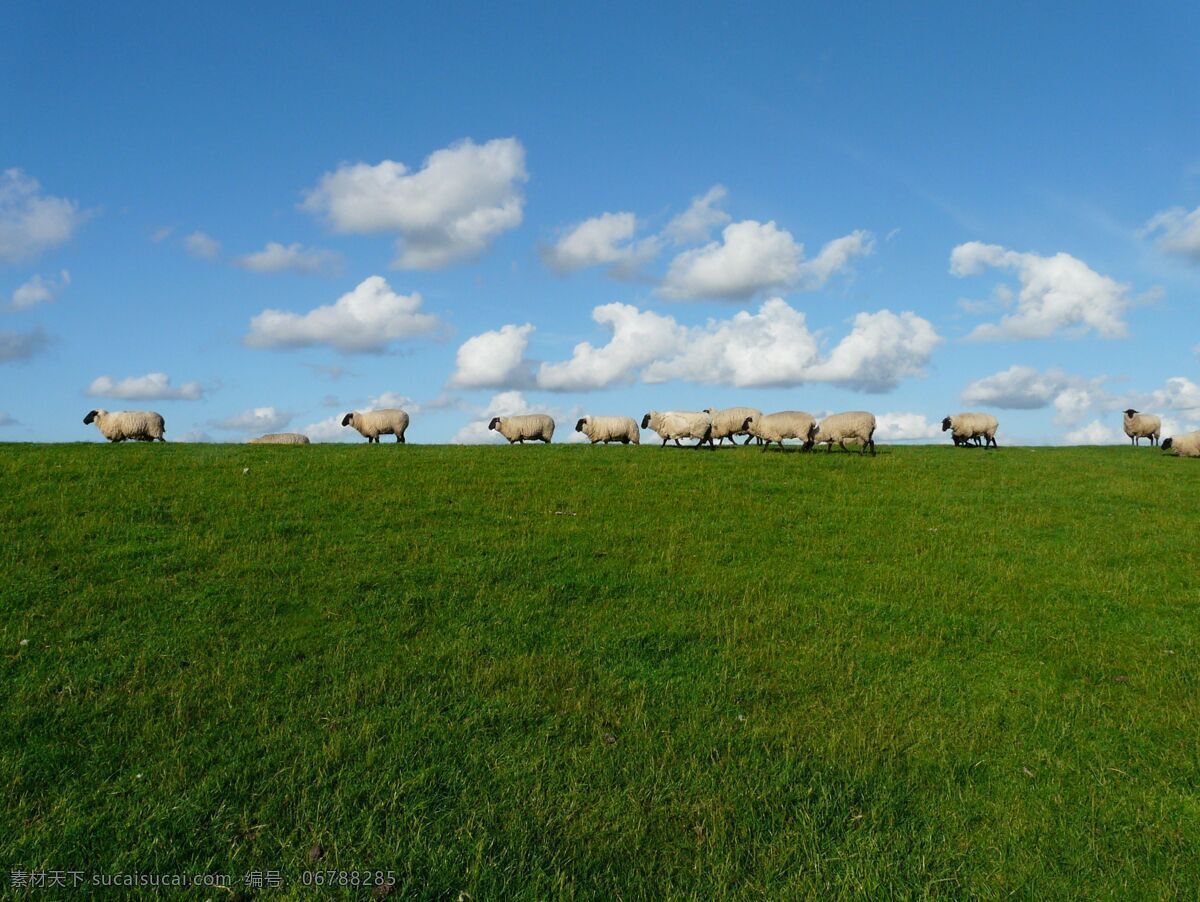 蓝天 白云 绿 草地 绿草地 羊群 大自然景色 自然景观 自然风景