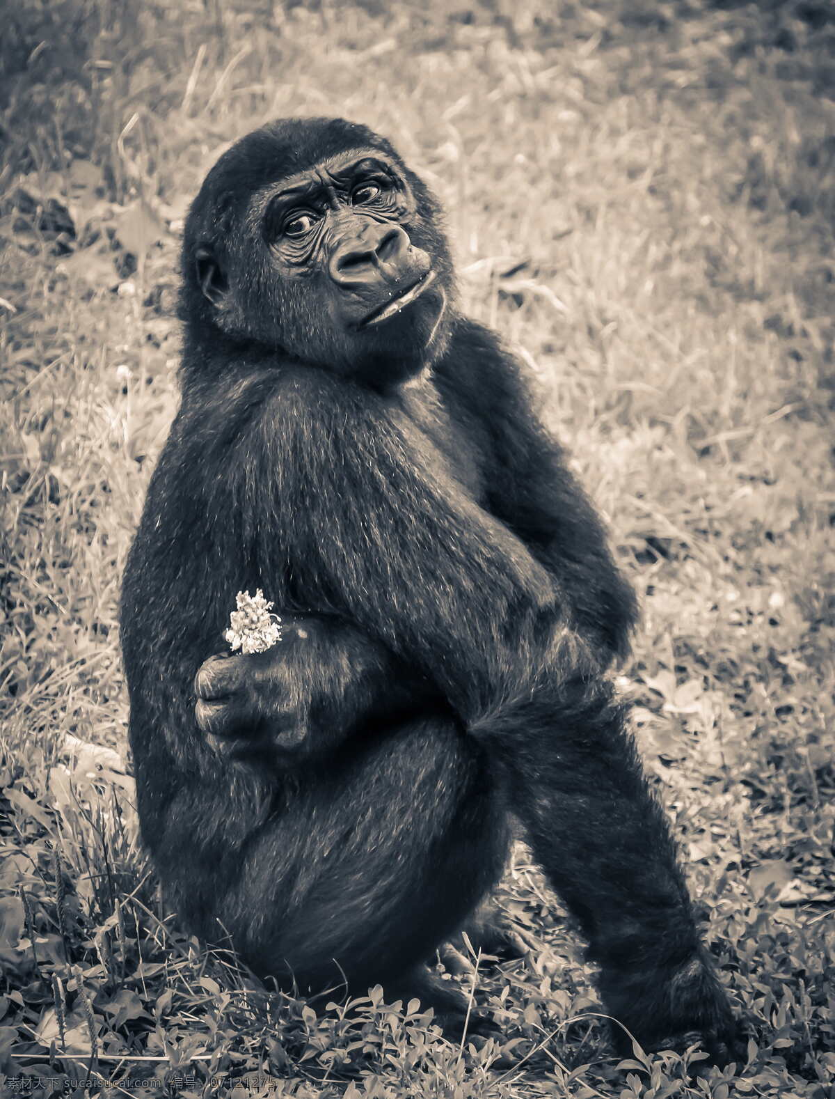 大猩猩黑猩猩 大猩猩 黑猩猩 猩猩 类人猿 西非大猩猩 低地大猩猩 克罗斯大猩猩 东非大猩猩 山地大猩猩 森林大猩猩 草原大猩猩 森林黑猩猩 草原黑猩猩 生物世界 野生动物