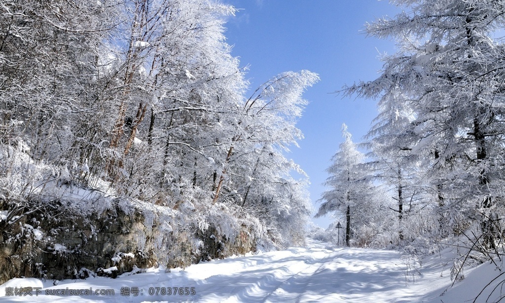 雾凇图片 雾凇 雾凇岛 树挂 吉林 冰柱 自然景观 树 冰天雪地 雪景 唯美 旅游摄影 国内旅游