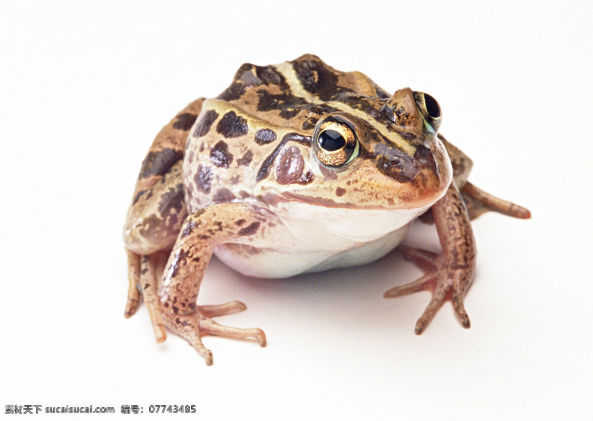 小 動物 動物世界 青蛙 小動物 蟾蜍 生物世界