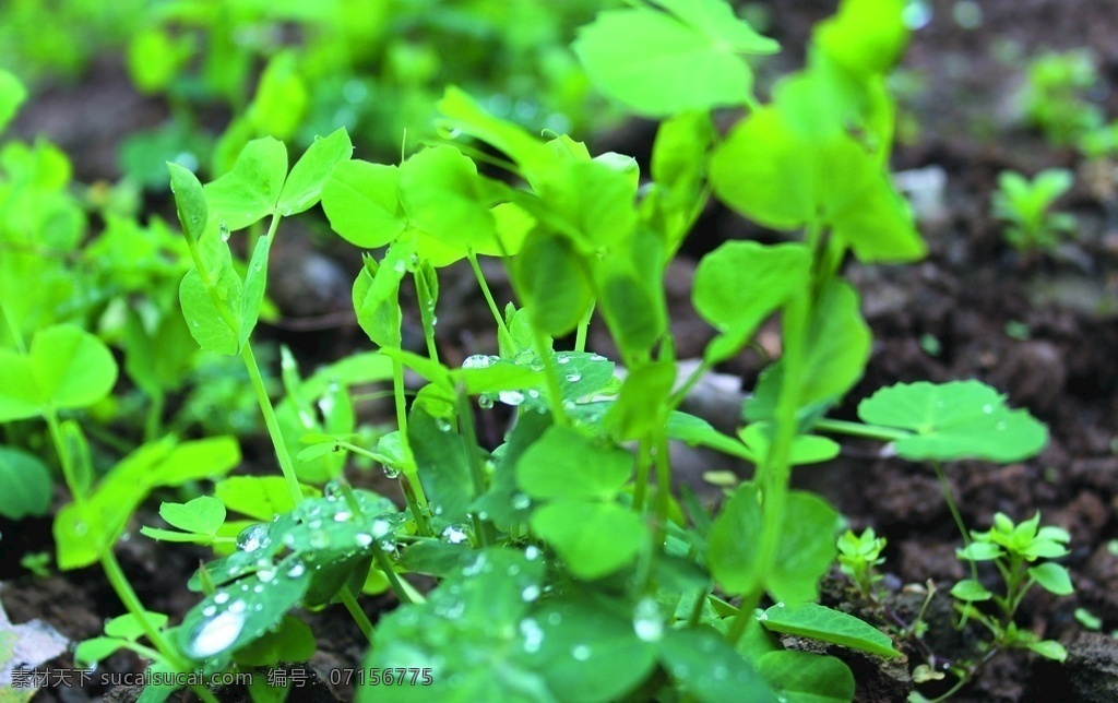 豌豆苗圖片 菜 蔬菜 豌豆苗 豌豆尖 綠色蔬菜 苗 攝相機 高清 生物世界