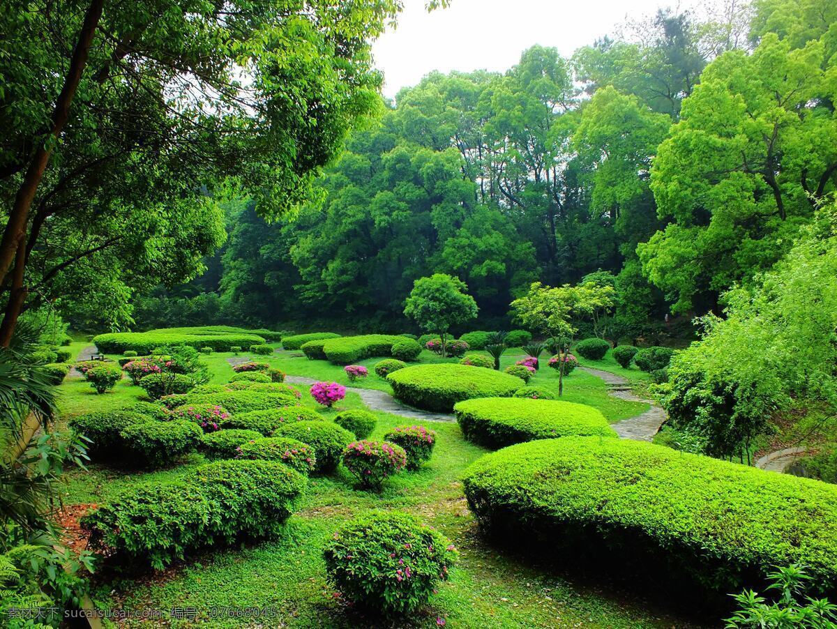 樹(shù)翠 綠樹(shù) 園藝 花木 樹(shù)木 森林 樹(shù)木樹(shù)葉 生物世界