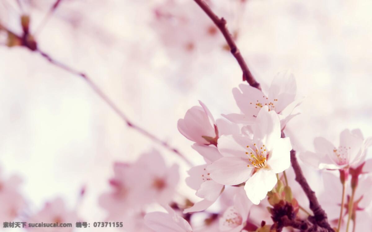 桃花 粉色 花 清新 樱花 自然景观