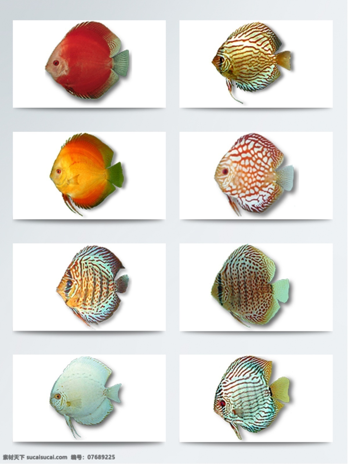 热带鱼 鱼 鱼类高清图片 高清 仿真 鱼类 系列