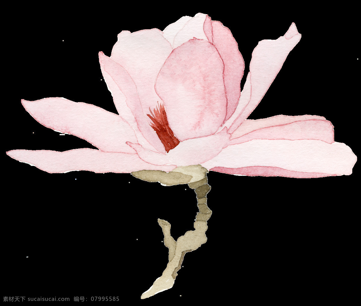 水彩 绘画 玉兰花 图案 花朵 粉色花朵 植物花环 小清新装饰 文化艺术 绘画书法