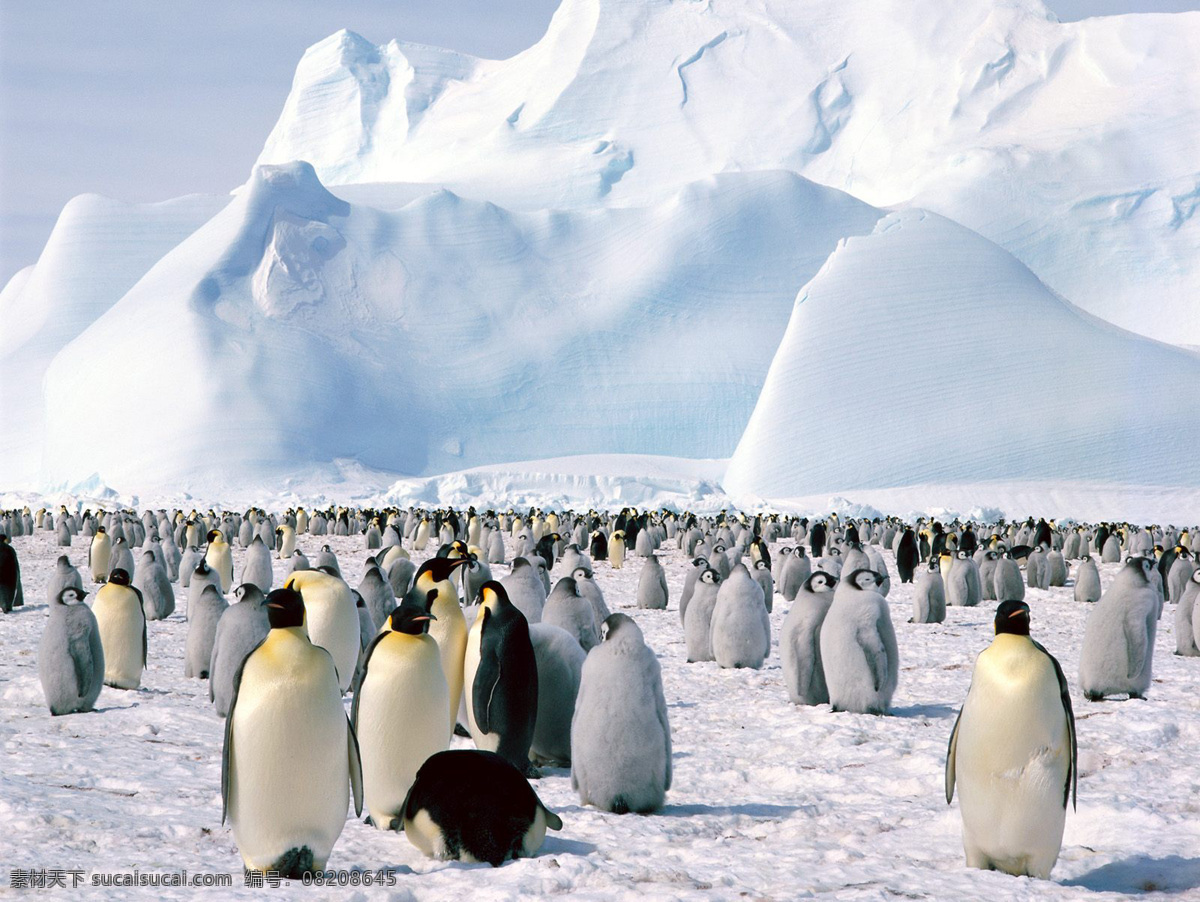 冰山 企鹅 自然景观 自然风景 摄影图库