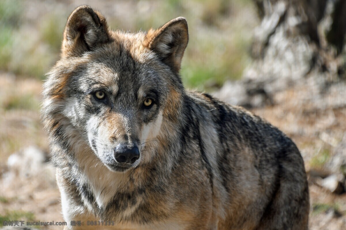 野狼 回廊 野兽 猛兽 野生动物 保护动物 珍稀动物 生物世界