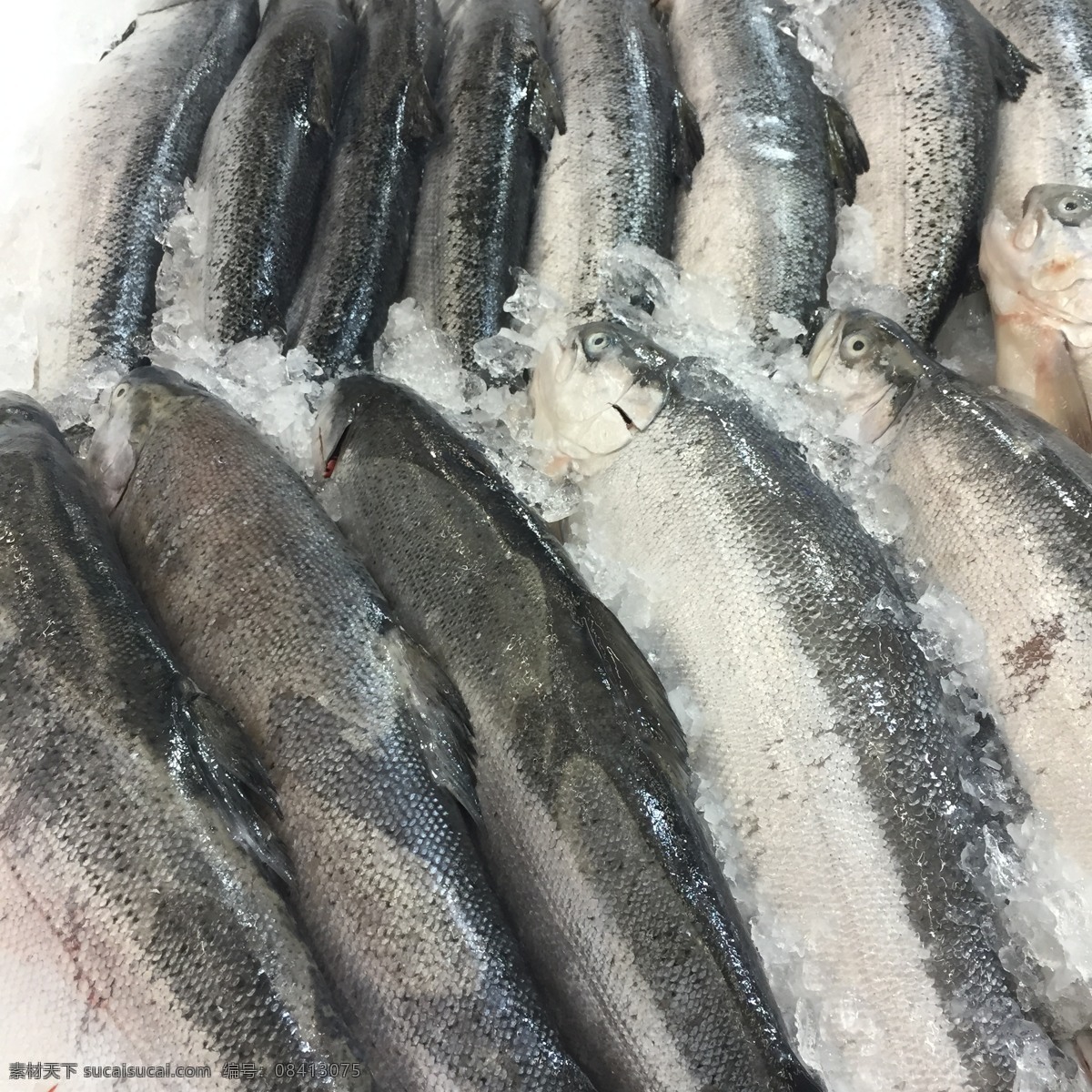 冰凍的魚 魚類食材 冰凍冷藏 海鮮美食 食物原料 食材 食材原料 餐飲美食 灰色