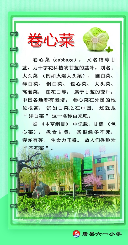 卷心菜图片 卷心菜 洋白菜 窝心菜 白菜 卷心菜介绍 卷心菜简介 绿甘蓝 食堂文化 绿色背景 制度背景 展板背景 展板底图 分层