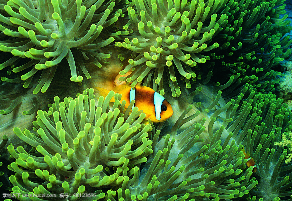 海葵 丛 里 nemo 海底世界 海底动物 鱼 小丑鱼 马林 生物世界 海洋生物 摄影图库