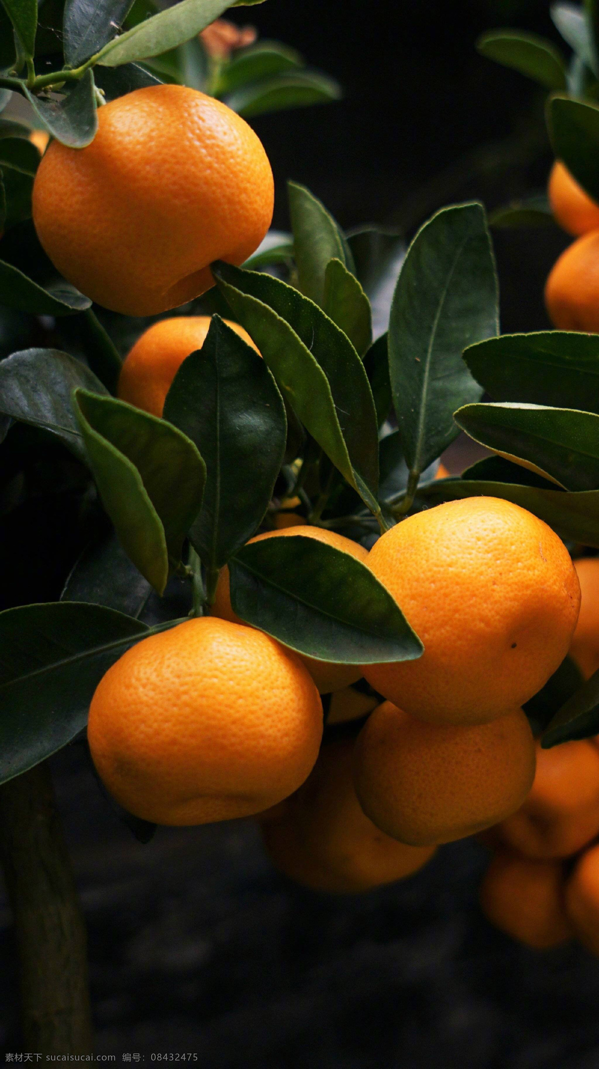 橘子 柑橘 甘果 静物水果 蜜桔 广西沃柑 水果 实拍 秋天 秋意 自然景观 田园风光