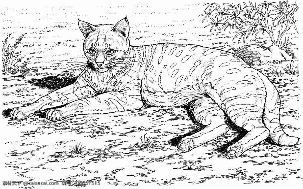 猫科动物素描 动物手绘画 设计素材 动物专辑 素描速写 书画美术 白色