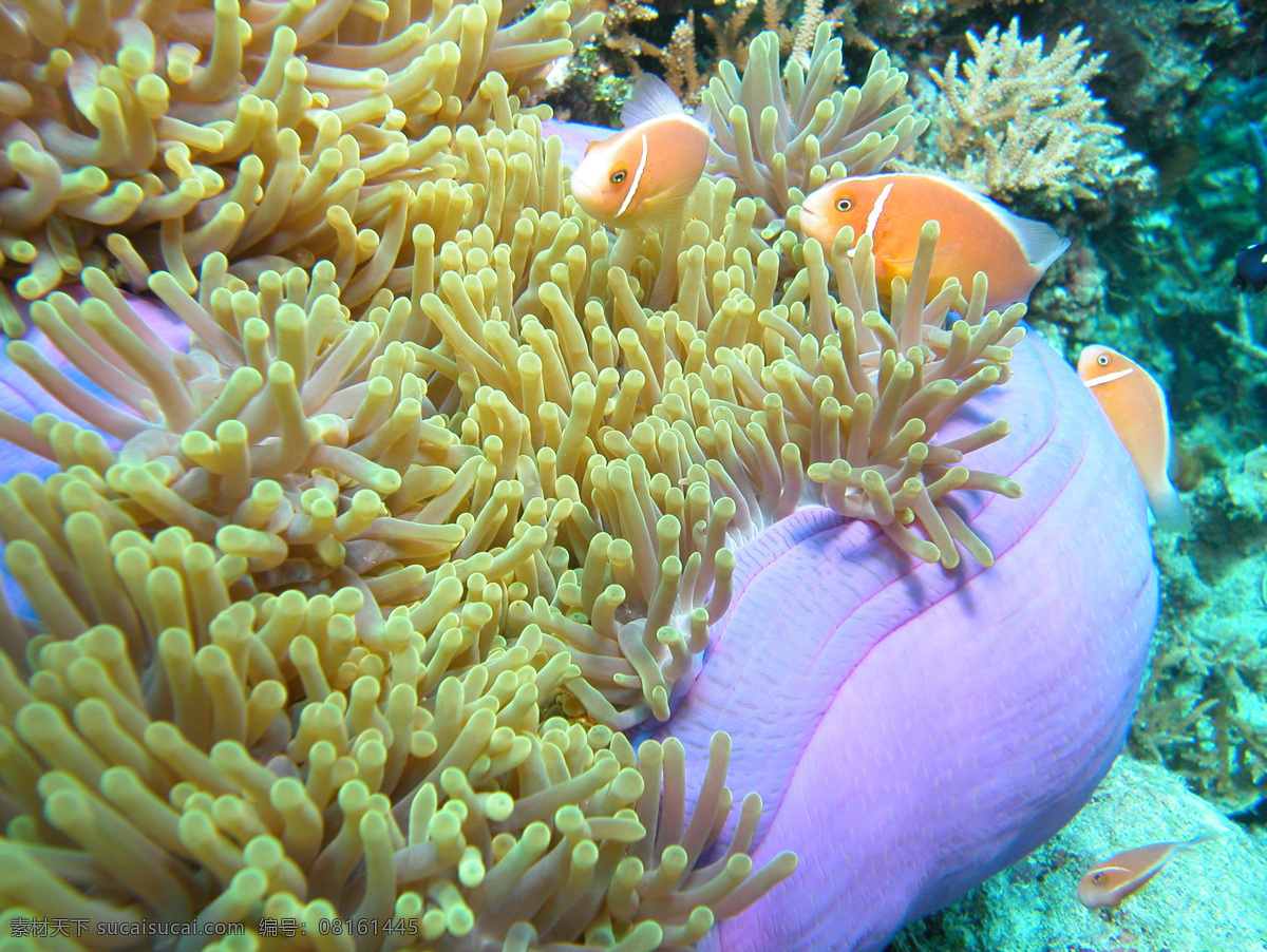 大堡礁珊瑚 珊瑚 鱼 旅游摄影 国外旅游 摄影图库