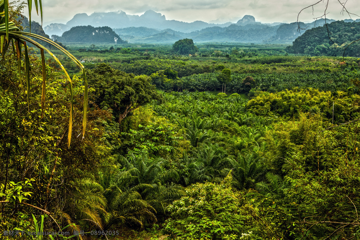 唯美 热带雨林 景色 高清 旅游 旅行 人物 风景摄影 美丽风景 自然风景 美丽风光 美丽景色 美景 山水风景 风景图片 黑色