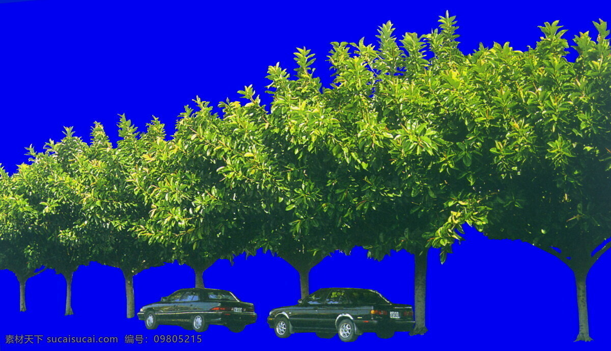 植物 貼圖素材 jpg1624 設(shè)計素材 建筑裝飾 藍(lán)色