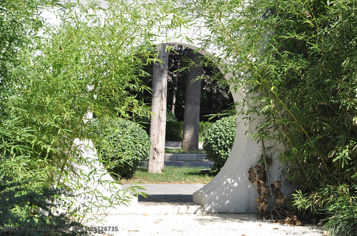 園林 植物 早 園 竹 早園竹 竹子 竹類(lèi)植物 竹葉 月亮門(mén) 月洞門(mén) 花草 生物世界