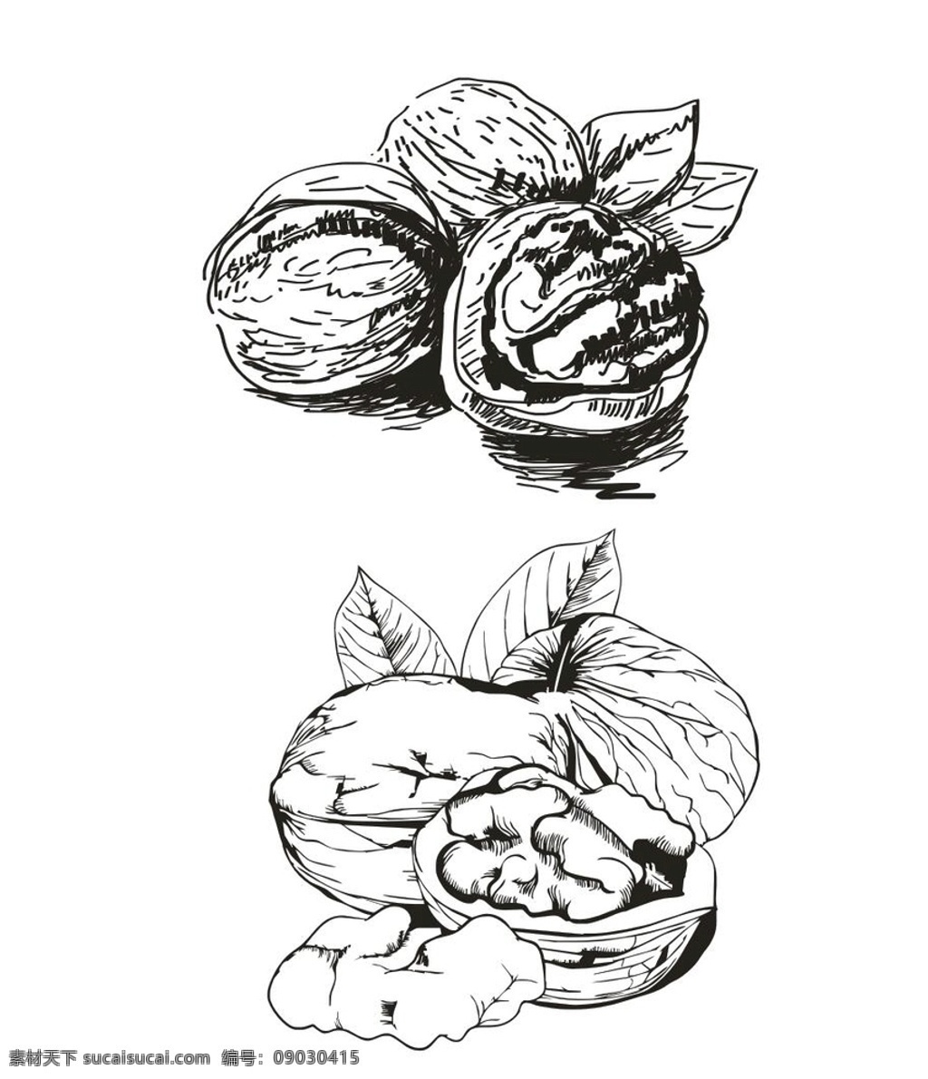 核桃 矢量 手绘 简 笔画 简笔画 黑白 线条 胡桃 核桃仁 植物 生物世界 水果