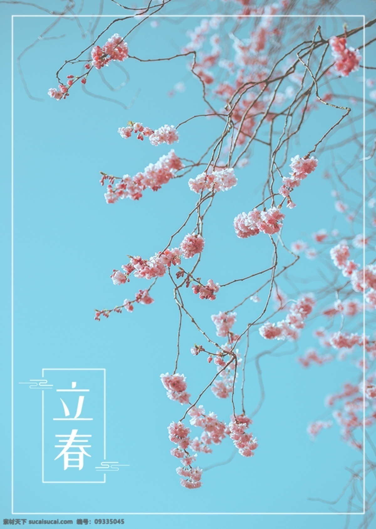 張 藍(lán)色 漂亮 花枝 春卷 海報 二十四節(jié)氣 肝藥 云 春 n 植物 立春 春分 天花 海