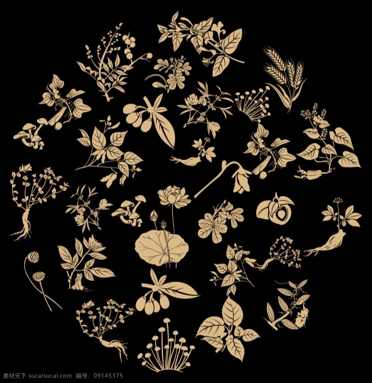 中医中药 底纹 中药 插画 花纹 花草药