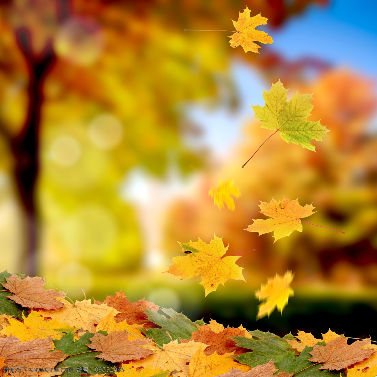 高清 树叶 枫叶 树叶摄影 秋天 秋季 树叶背景 花草树木 生物世界