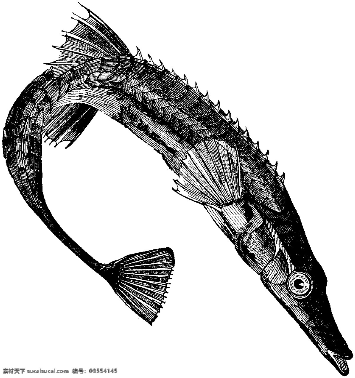 水生動物 fish 魚 動物素描 設(shè)計素材 動物專輯 素描速寫 書畫美術(shù) 白色