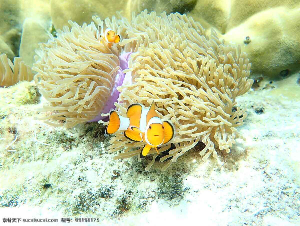小丑鱼和海葵 小丑鱼 尼某 海葵 海底 小鱼 旅游摄影 国外旅游