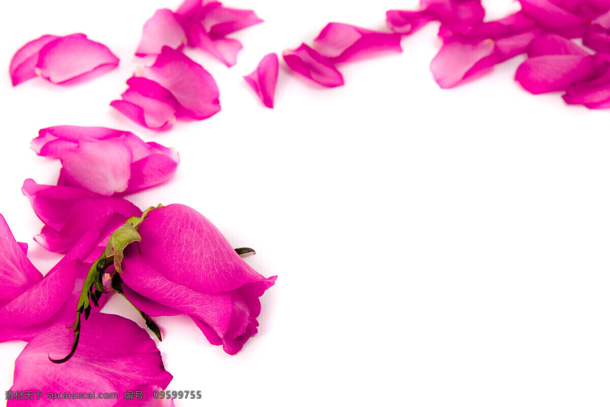 情人節(jié) 背景 素材圖片 玫瑰 花瓣 花朵 鮮花 情人節(jié)素材 節(jié)日素材 浪漫 底紋背景 婚慶 節(jié)日慶典 生活百科