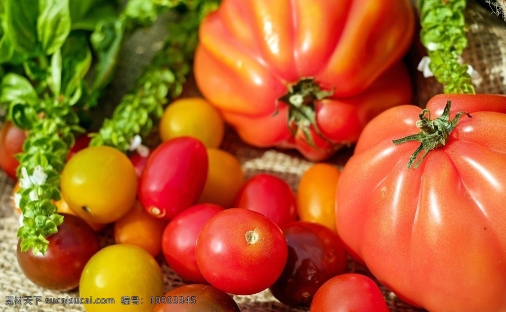 红彤彤 西红柿 红彤彤西红柿 番茄 有机蔬菜 绿色蔬菜 农产品 生态农业 生物世界 蔬菜