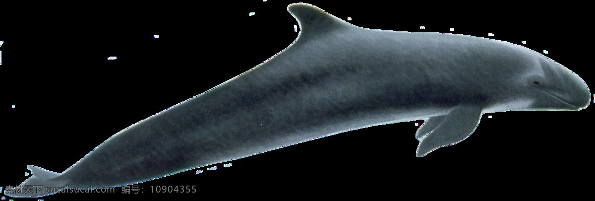 鲸鱼图片 鲸鱼 鲸 虎鲸 座头鲸 抹香鲸 png图 透明图 免扣图 透明背景 透明底 抠图 生物世界 海洋生物