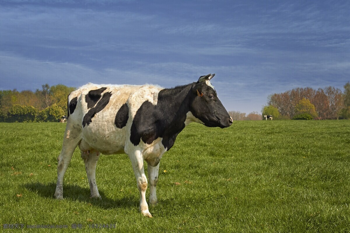 农场 黑白花 奶牛 黑白奶牛 农场奶牛 花奶牛 大奶牛 草原 牧场 可爱奶牛 草地 草坪 绿色植物 绿草地 树木 天空 植被 植物 生物世界 家禽家畜