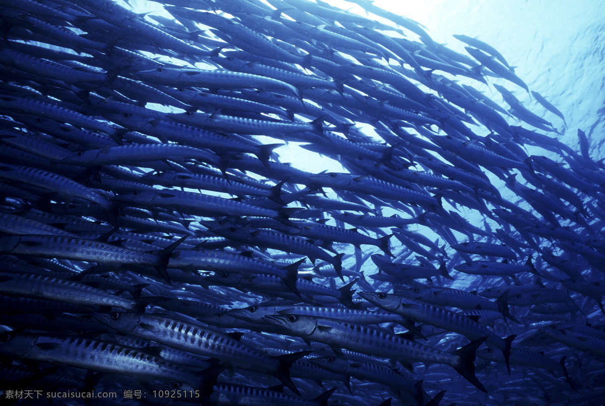 大海 动物 海底 海洋生物 海洋鱼类 海鱼 礁石 摄影图库 深海鱼群 脊椎动物 鲅鱼 马交鱼 生物世界