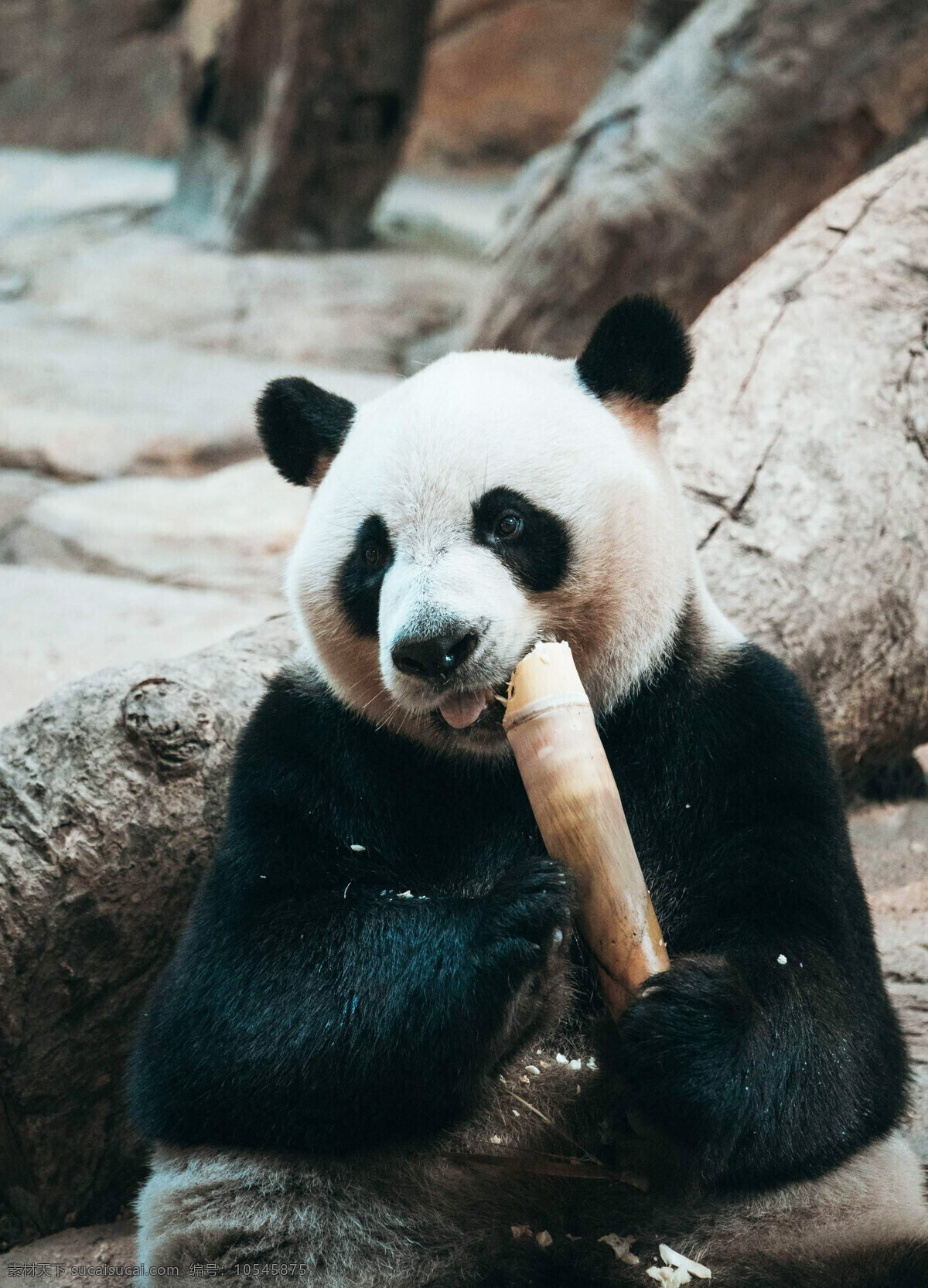 可爱 大熊猫 猫宝宝 可爱大熊猫 功夫熊猫 呆萌可爱熊猫 熊猫吃竹子 熊猫爬树 小熊猫 熊猫玩耍 国宝熊猫 草坪 熊猫 黑白 草地 哺乳 动物 野生 关注濒危 珍稀野生 生物世界 野生动物