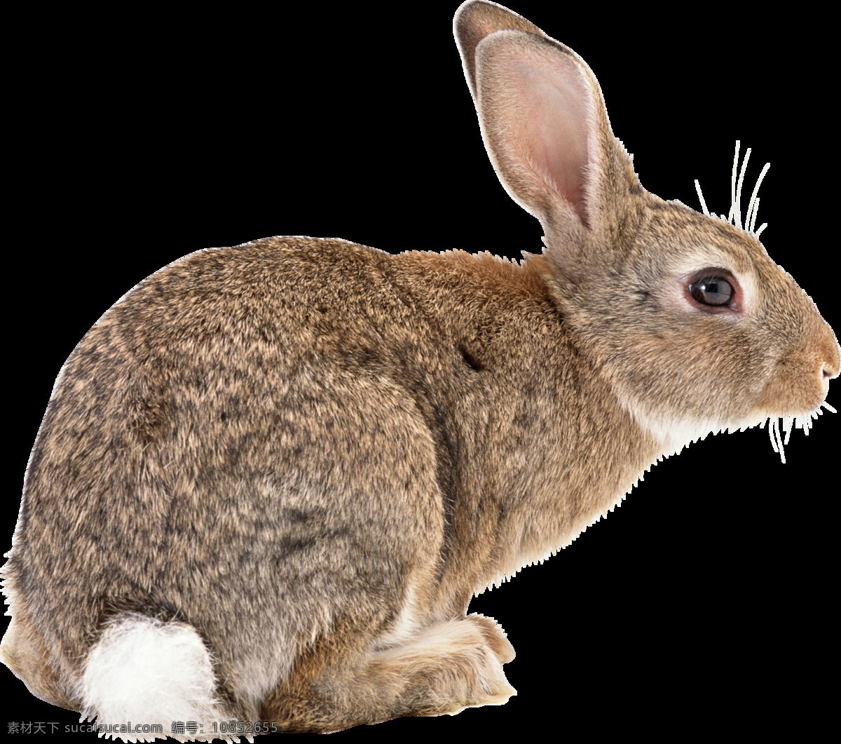 可爱 动物 兔子 图案 可爱的兔子 可爱小兔子 小兔子 小白兔 萌宠 小宝贝 小可爱 灰兔 肉兔 野兔 兔肉 家养宠物 家兔 垂耳兔 中毛兔 黄色兔子 小动物 宠物 荷兰兔 宠物兔子 复活节 可爱兔子 黑兔 大白兔 生物世界