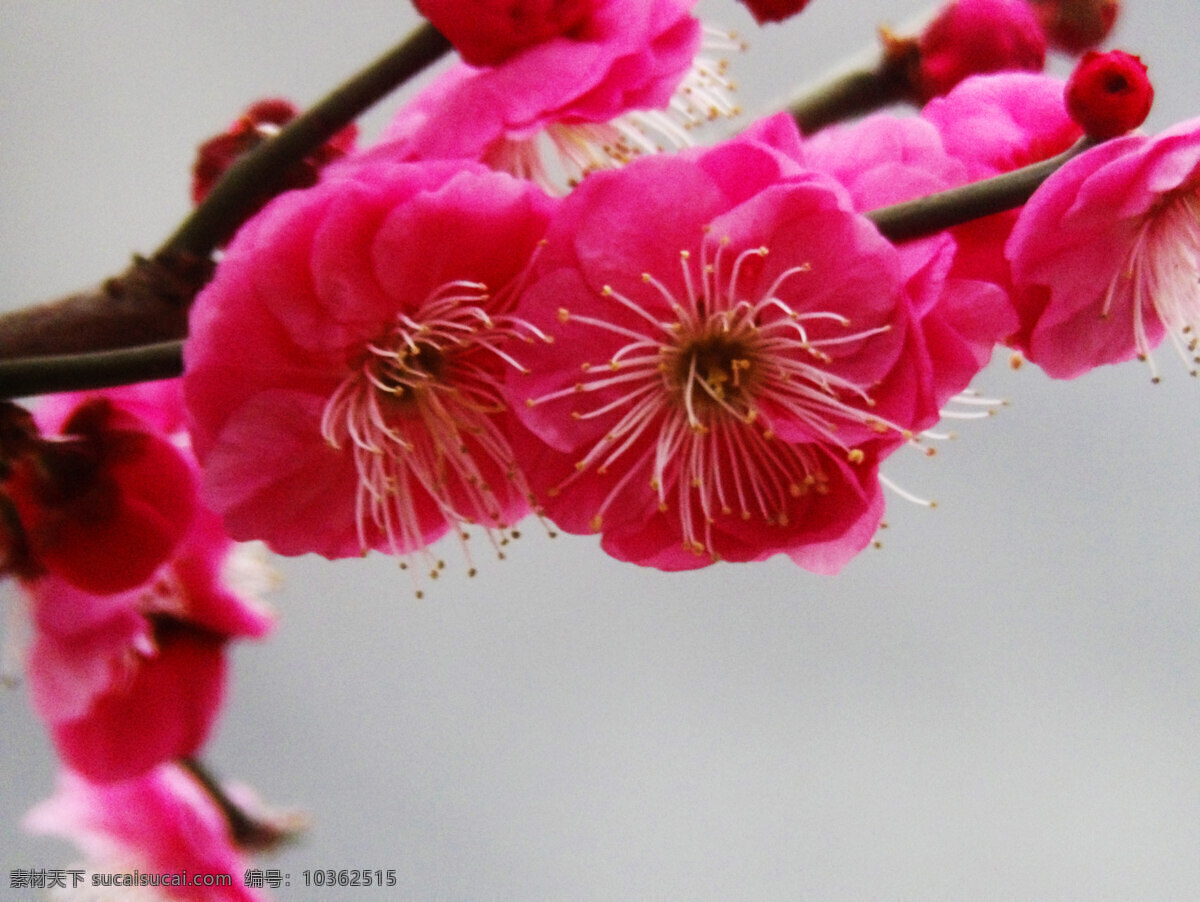 梅花 雪梅 暗香 芬芳 植物 冬梅 花苞 生物世界 花草