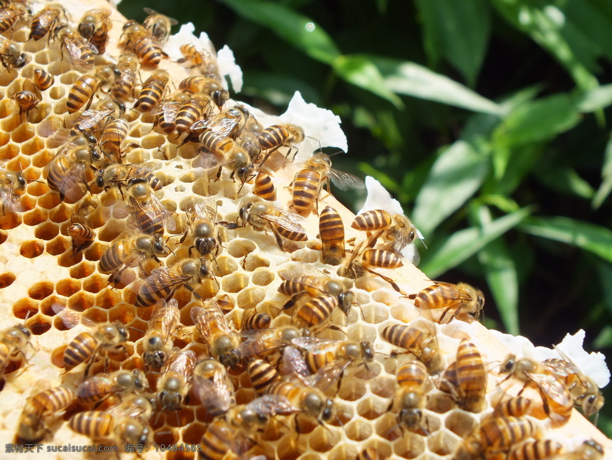 蜜蜂 中华土蜂图片 中蜂 中华蜜蜂 酿蜜的蜜蜂 采蜜 小蜜蜂 生物世界 昆虫